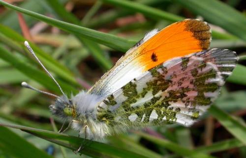 photo de papillon