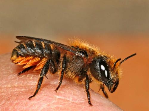Réf. 1 871 : Osmia (leaiana-niveata)