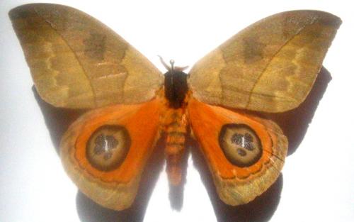 Automeris sp.