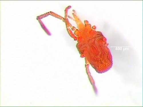 Fessonia papillosa