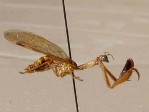 Réf. 1 743 : Mantispa styriaca
