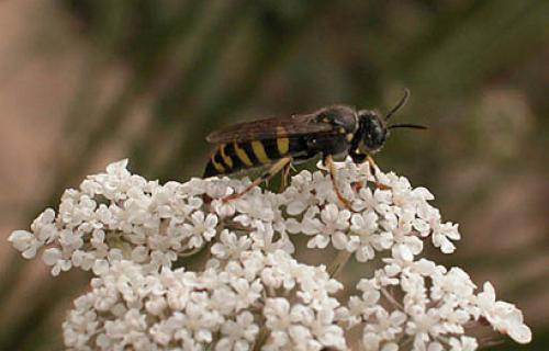 Bembecinus tridens