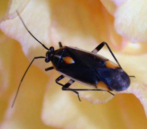 Réf. 1 073 : Capsodes flavomarginatus