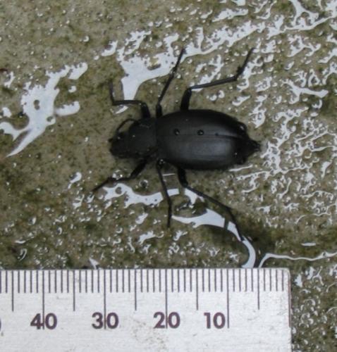 Blaps mucronata