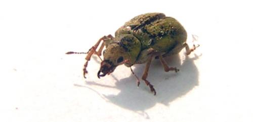 Pachyrhinus lethierryi