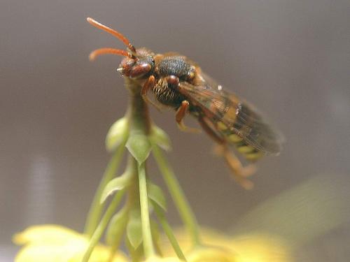 Nomada sp.