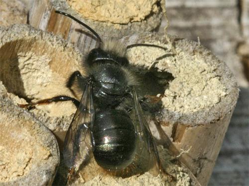 Osmia sp.