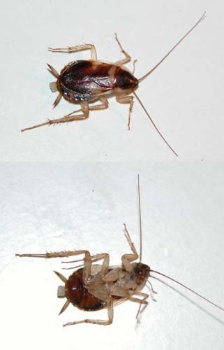 Supella longipalpa