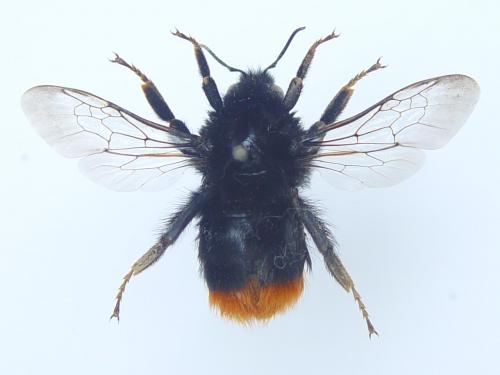 Bombus lapidarius
