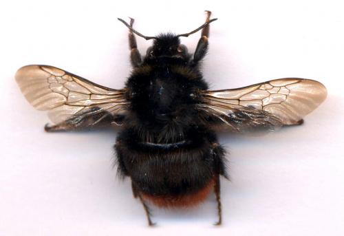Bombus sp.