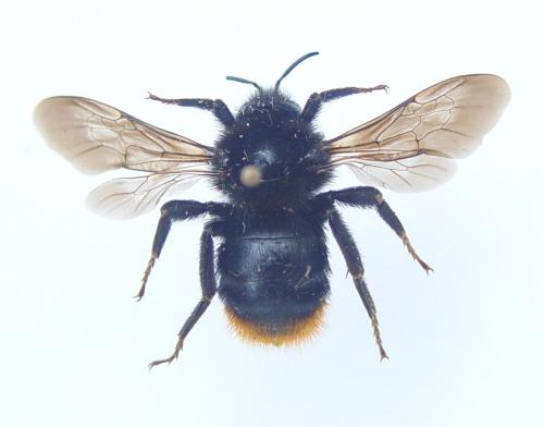 Bombus rupestris