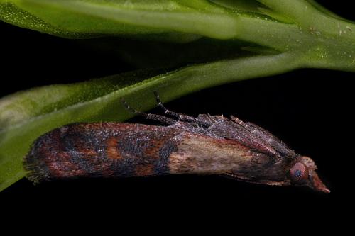 Réf. 1 165 : Plodia interpunctella