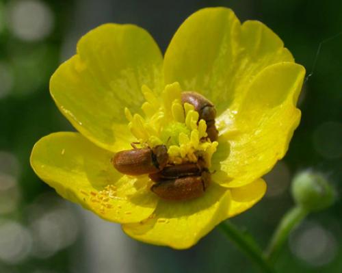 Byturus sp.