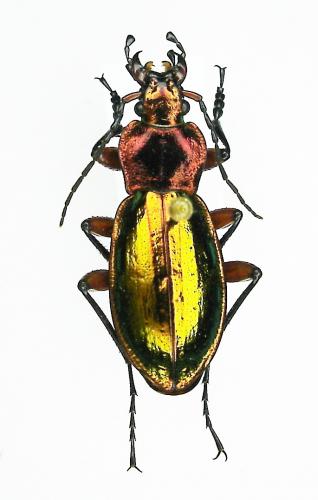 Réf. 1 998 : Carabus auronitens