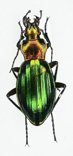 Réf. 1 996 : Carabus auronitens