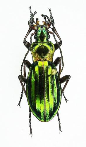 Réf. 1 997 : Carabus auronitens