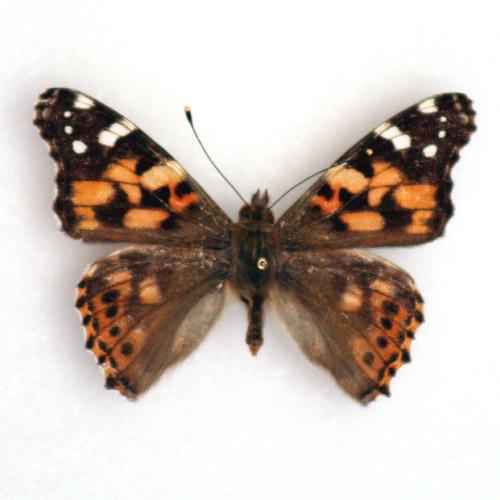 Vanessa cardui