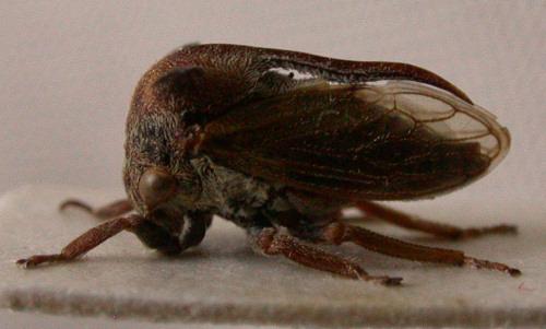 Réf. 1 643 : Centrotus chloroticus