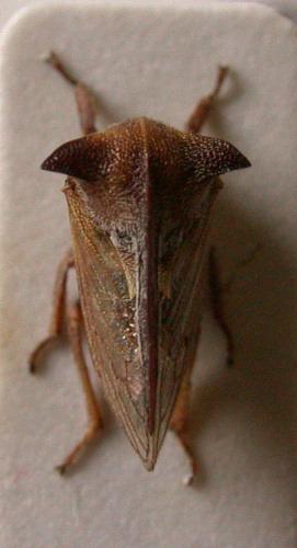 Réf. 1 641 : Centrotus chloroticus