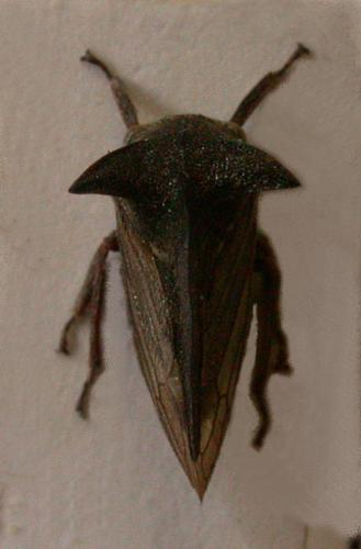 Réf. 1 640 : Centrotus cornutus