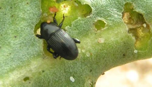 Réf. 1 501 : Melanobaris laticollis