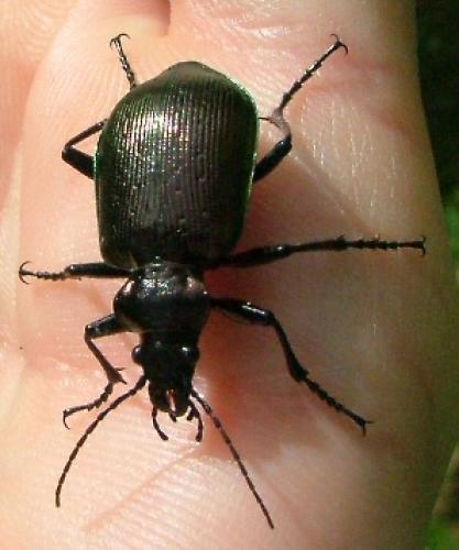 Calosoma inquisitor