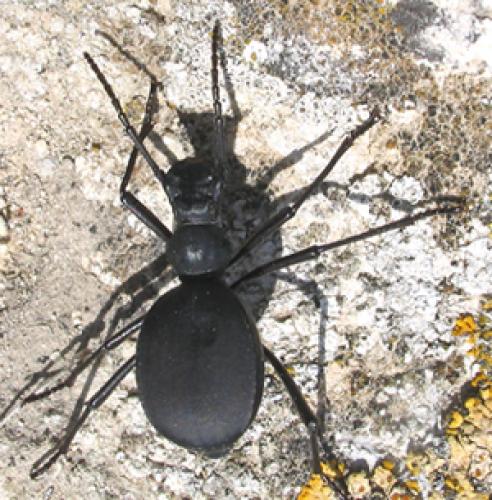 Réf. 1 954 : Leptoderis solieri