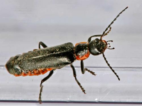 Cantharis pulicaria