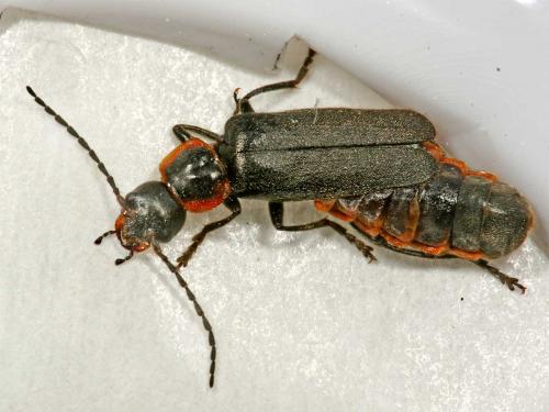 Cantharis pulicaria