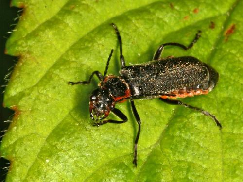 Cantharis pulicaria