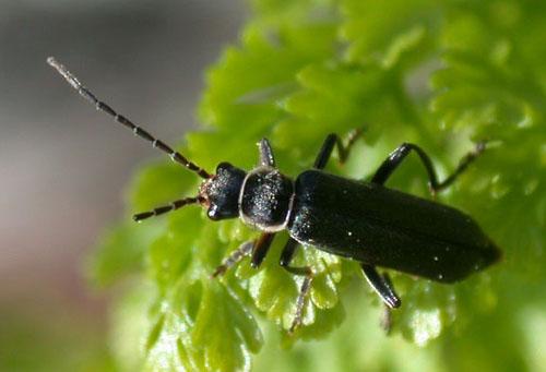 Réf. 1 014 : Cantharis sp.