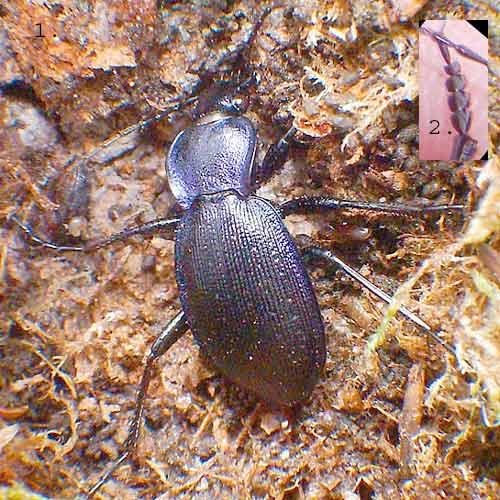 Réf. 1 197 : Carabus problematicus