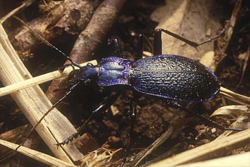 Réf. 1 814 : Carabus intricatus