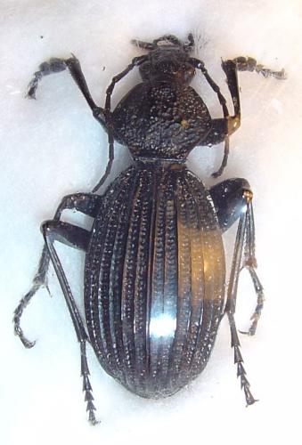 Réf. 1 817 : Tefflus sp.
