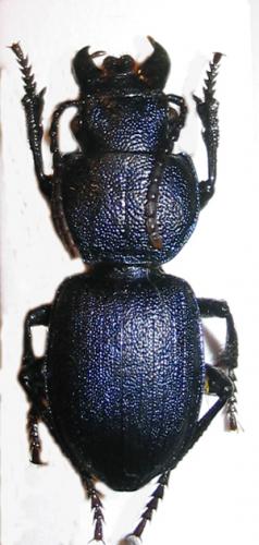 Pachycarus sp.