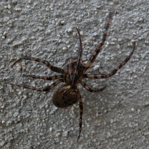 Réf. 1 288 : Metellina merianae