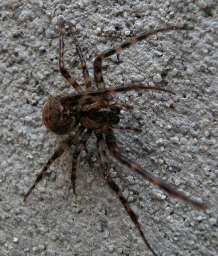Réf. 1 287 : Metellina merianae