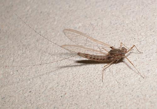Réf. 1 591 : Cloeon dipterum