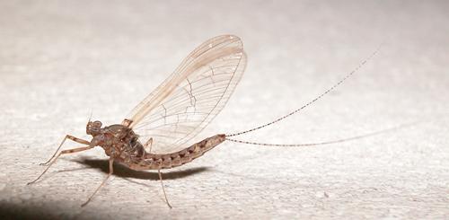 Cloeon dipterum