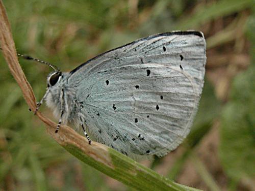 Réf. 1 410 : Celastrina argiolus