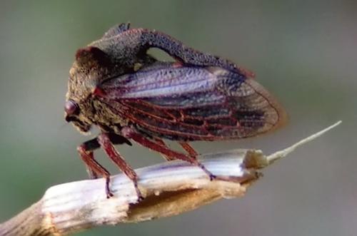 Centrotus cornutus