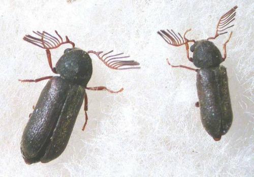 Ptilinus pectinicornis