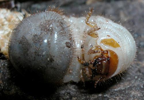 Cetonia aurata aurata