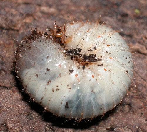 Cetonia aurata aurata