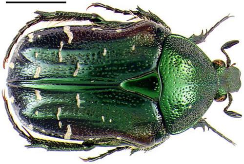 Réf. 1 016 : Cetonia carthami