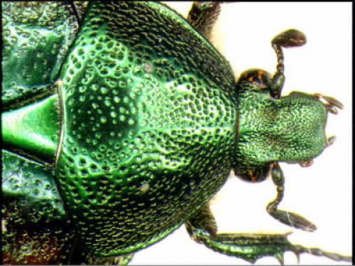 Réf. 1 022 : Cetonia carthami