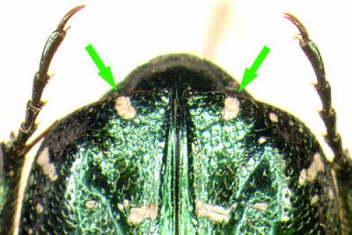 Cetonia carthami
