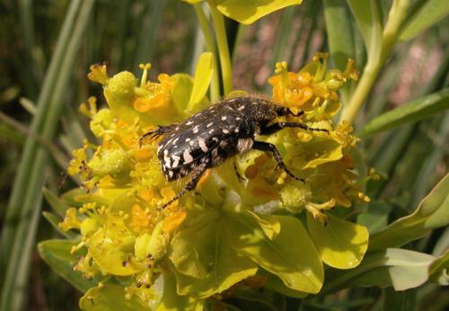 Oxythyrea funesta