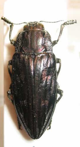 Réf. 1 176 : Chalcophora mariana