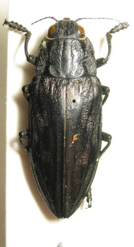 Réf. 1 177 : Chalcophora intermedia